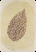 Willim Henry Fox Talbot, Leaf with Its Stem Removed